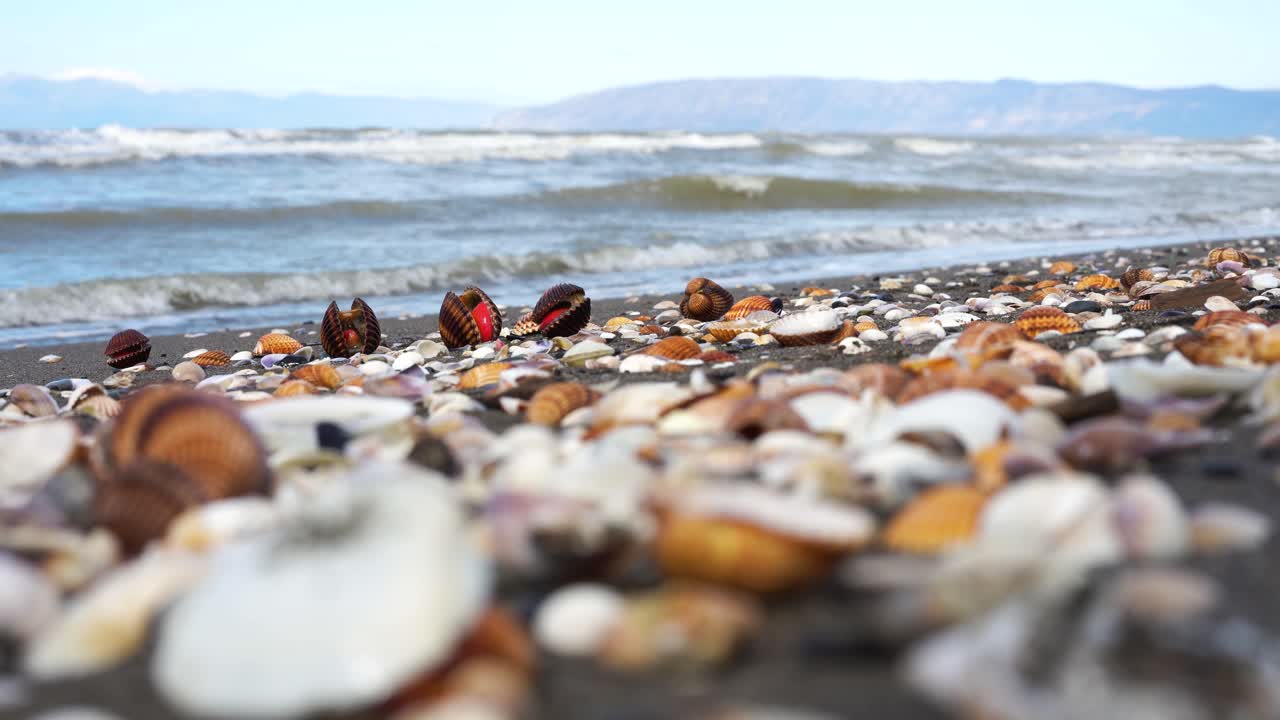 Live Cockle Bivalve Mollusc on Sandy Beach Showing Red Muscular Foot for Burrowing and Movement