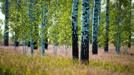 white birch trees in the forest in summer