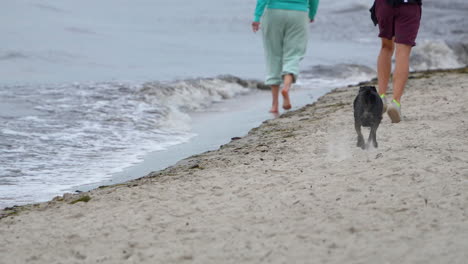 people and dog walking along the sandy shoreline with waves washing ashore