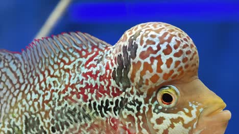 primer plano de un pez disco en el acuario