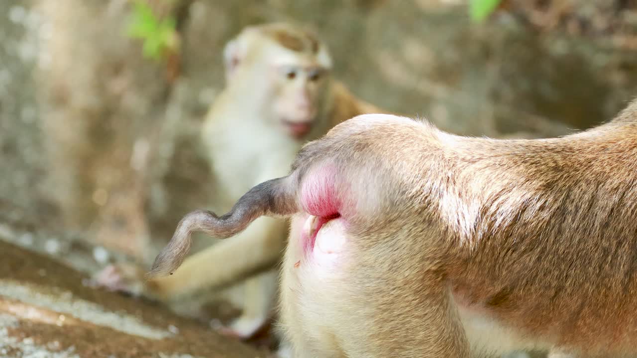 Two southern pig-tailed macaques interact in a forest setting in Phuket, Thailand, under natural daylight
