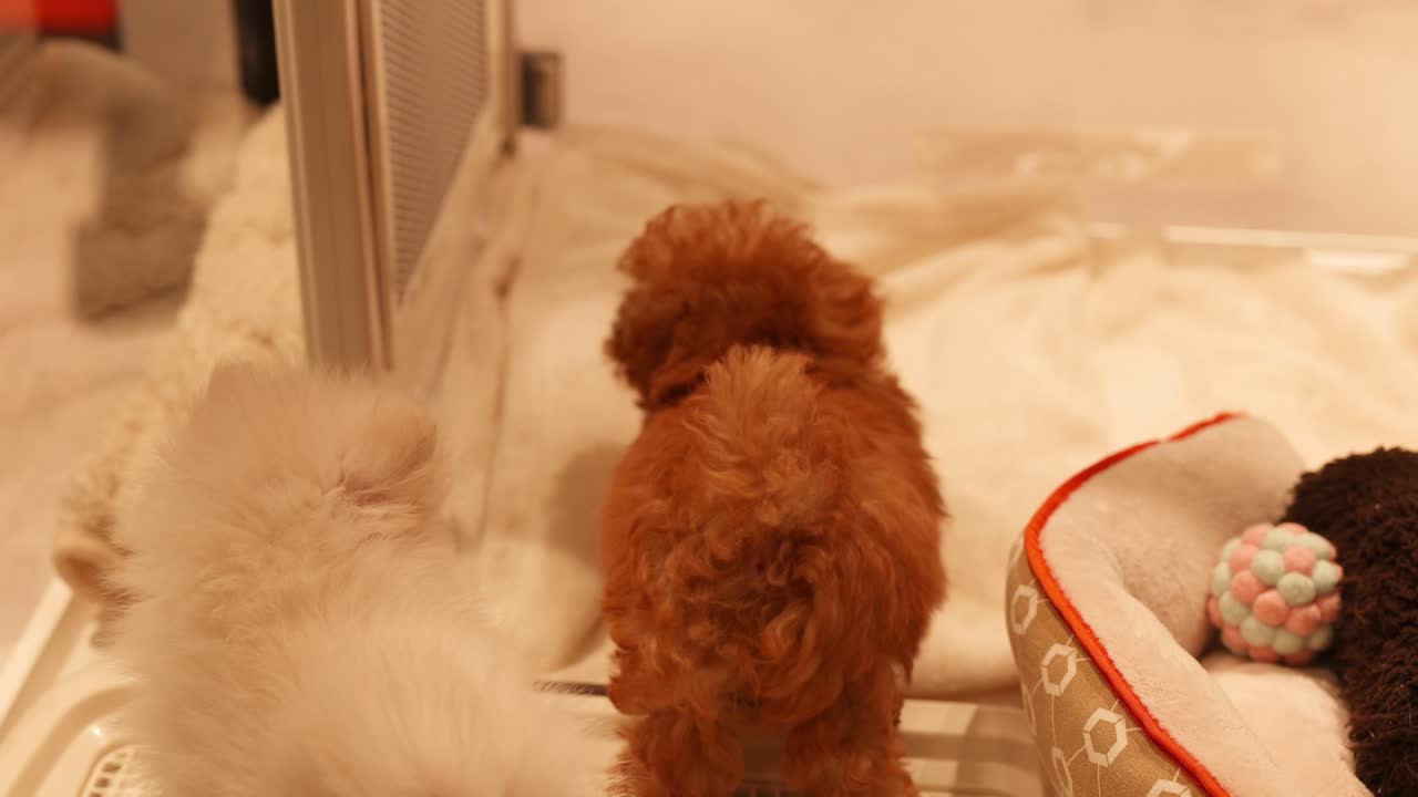 두 마리의 강아지가 상호 작용하고 부드러운 침대에 놀고 있습니다.