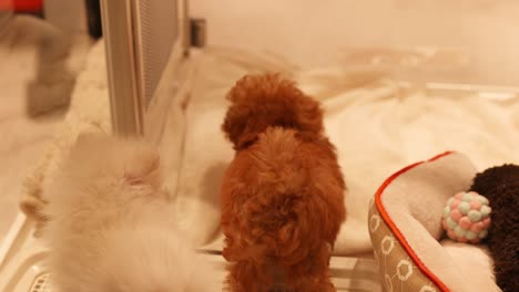 dos cachorros interactúan y juegan en la cama suave.