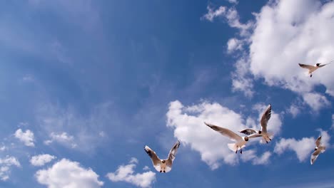 beautiful seagull in the blue sky