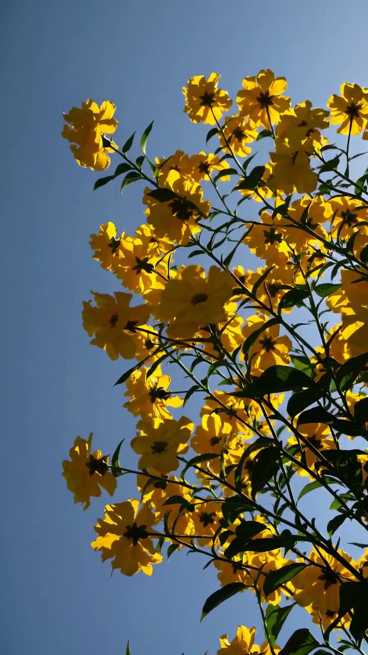 Livlige gule blomster svajer blidt mod en klar blå himmel