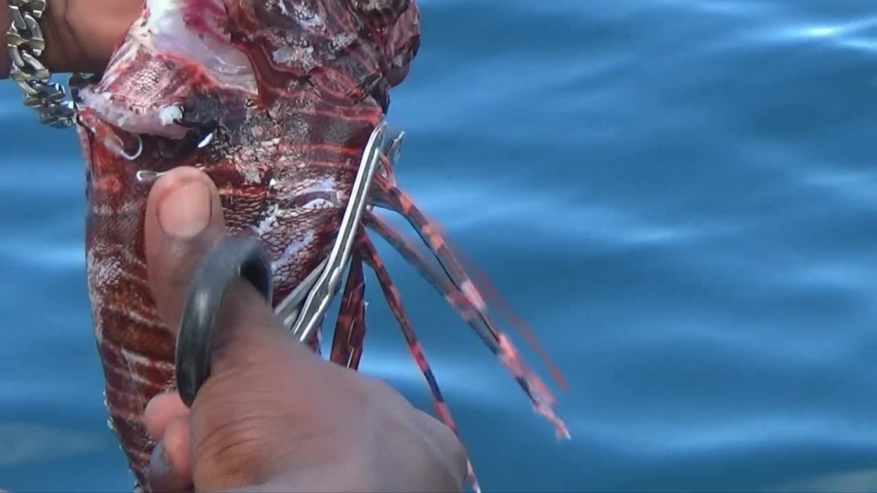 preparando pez león para la cena