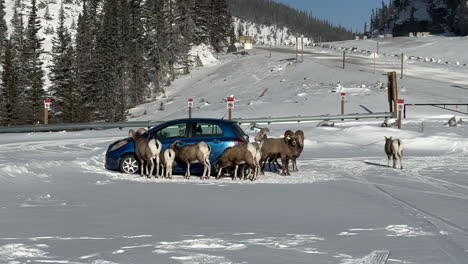 mountain sheep licking salt off a car in the mountains.