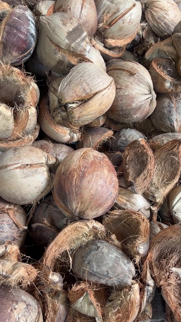Large Pile of Dried Coconuts with Husks
