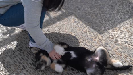 Female-playing-with-puppy-dog-outdoor