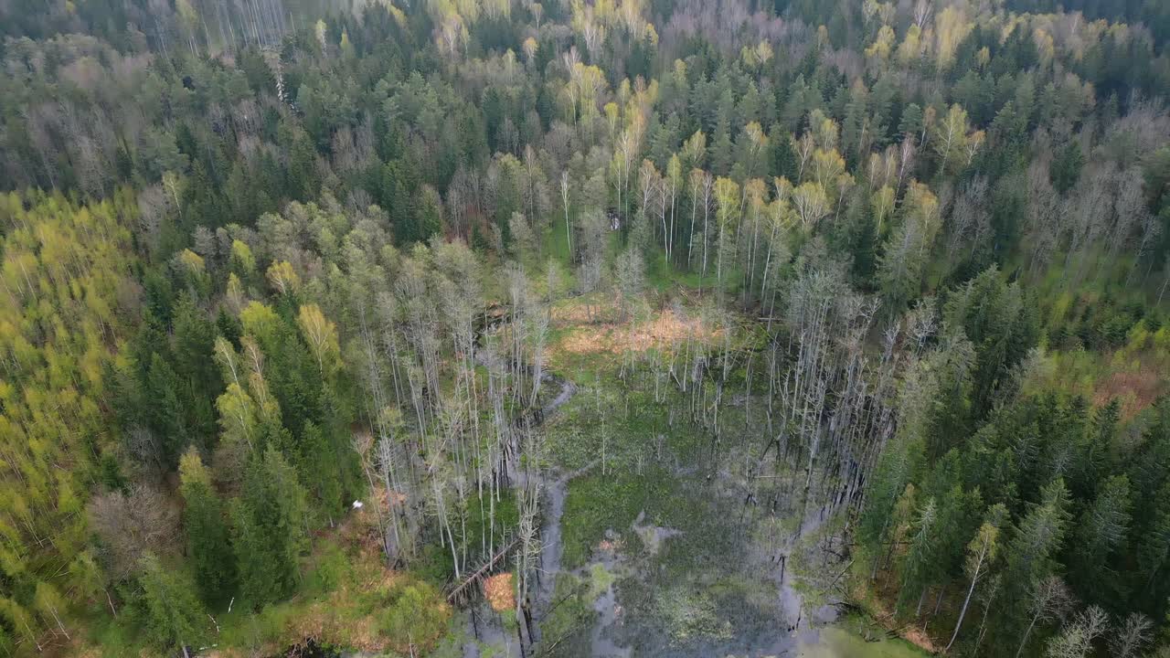 Ilmakuva. Hidas kameran panorointi metsän keskellä olevasta suosta, seuraten linnun lentoa horisonttiin.