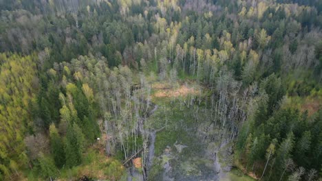 aerial shot. slow camera pan from a swamp in the middle of the forest, accompanying the bird's flight to the horizon