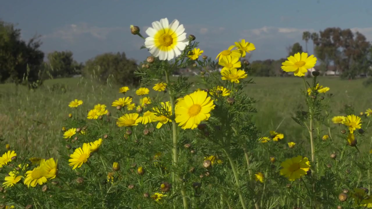Primavera di giorno in fiore con molti fiori tra il verde e cieli blu nuvolosi.