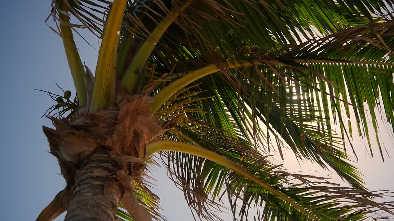 una palmera barrida por el viento durante muchos años cuelga a un lado y se mueve con una ligera brisa con el sol detrás