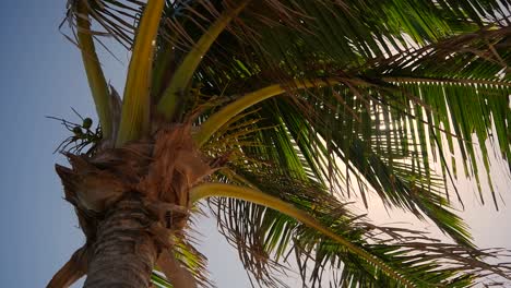 A palm trees swept by the wind over many years hangs to the side and moves in a light breeze with the sun behind