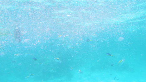 diver reaching for tropical fish underwater, point of view shot