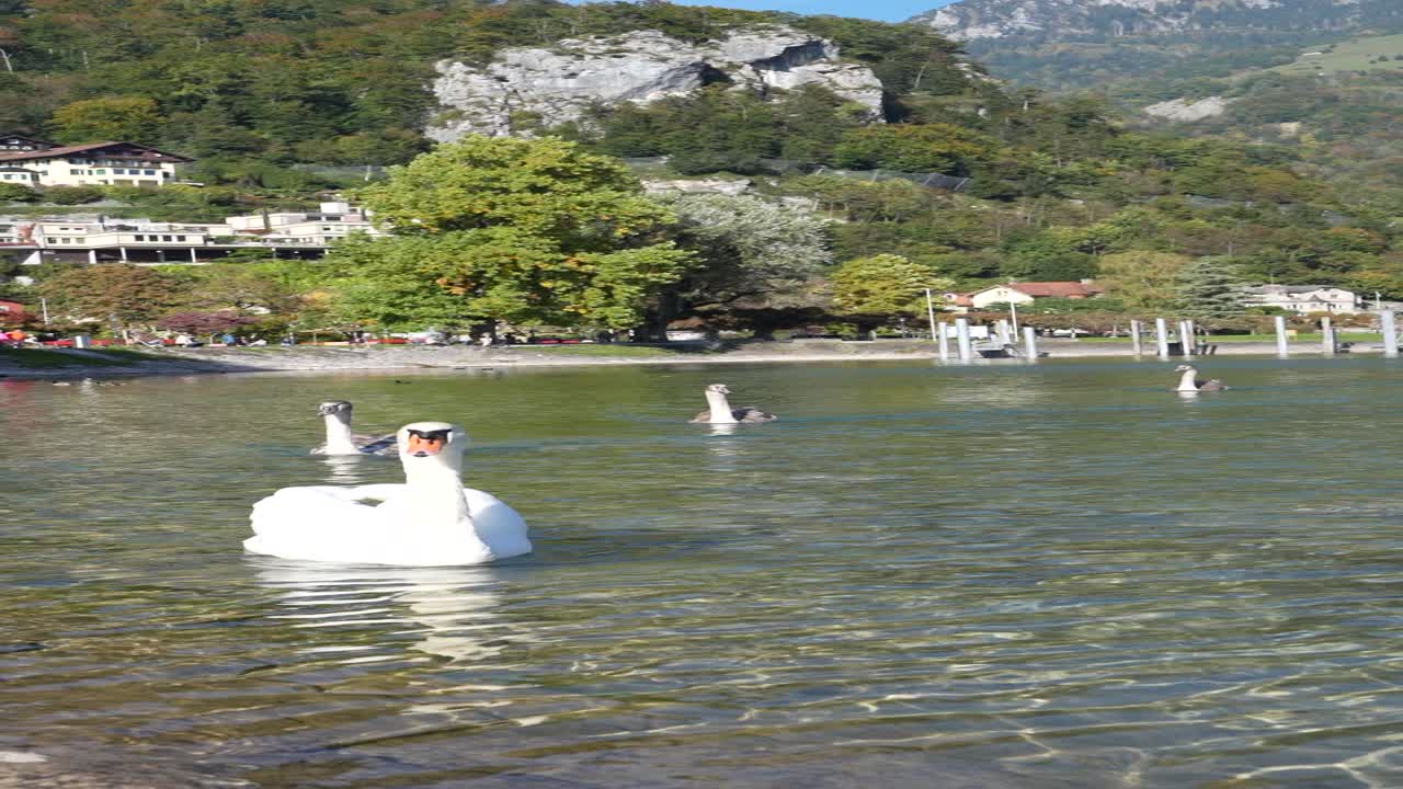 Elegant white and young swans gracefully swimming in the clear, sunny waters of Walensee near Weesen, Switzerland. A tranquil scene evoking peace and natural harmony