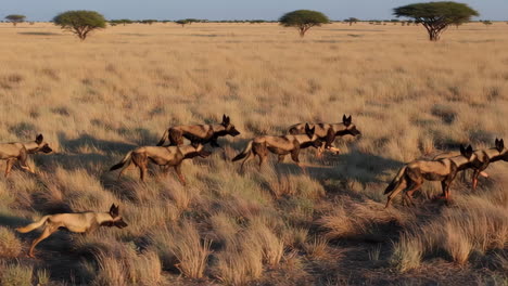 african wild dogs in the savannah