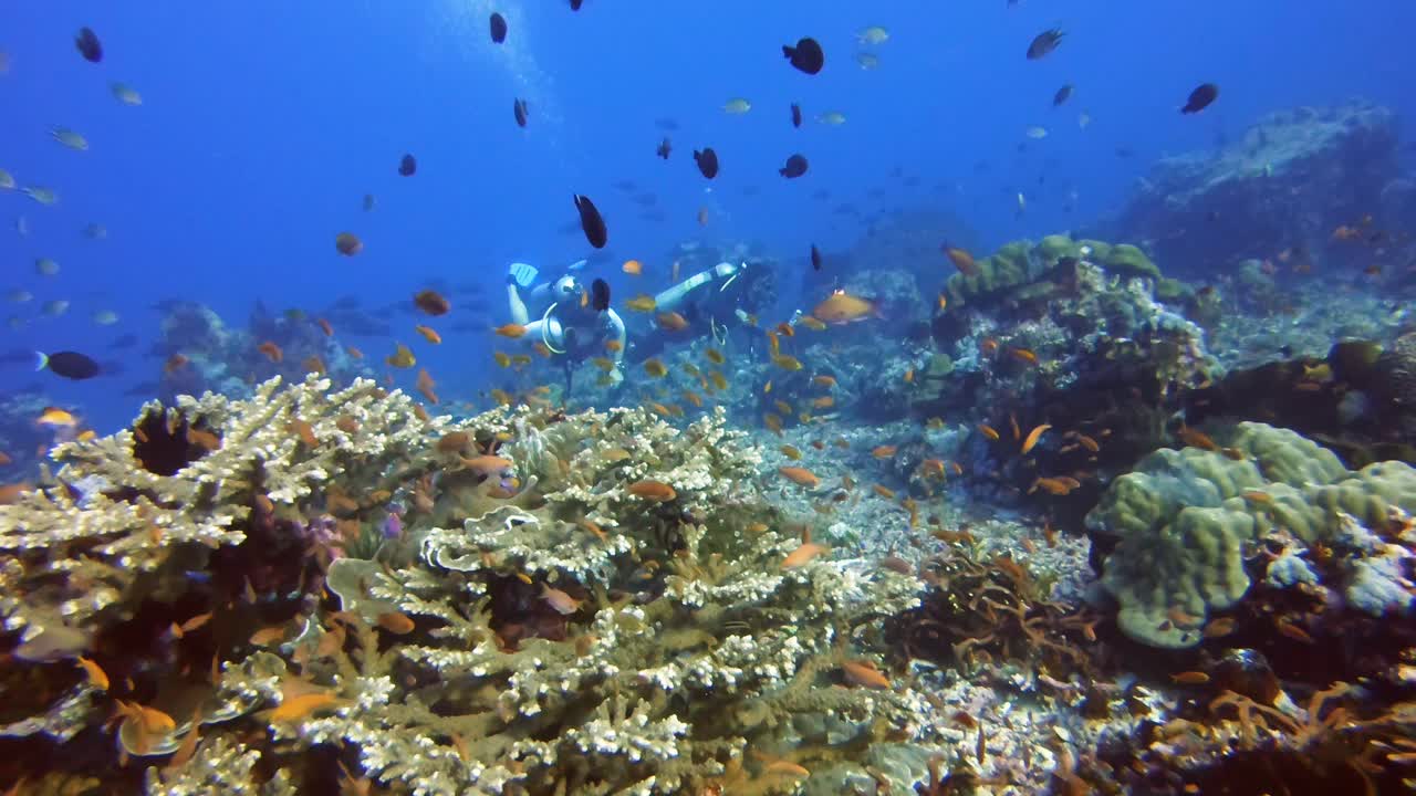 Scuba divers swimming over a healthy and colorful coral reef