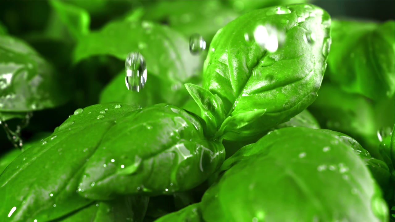 Gocce d'acqua che cadono su foglie fresche di basilico verde.