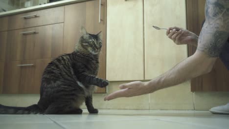 um close-up de um maine coon treinado preto e marrom tigre cores gato fofo, dando uma mão para um homem com tatuagem e pegando uma colher com comida, armários de cozinha marrons, animal de estimação em casa, câmera lenta 4k vídeo