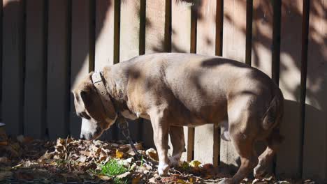 dog on a chain, the dog next to the booth, the dog in the yard. guard dog on a chain in the village. cute country attached with short chain to its kennel