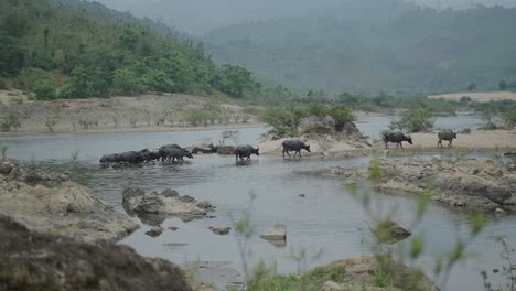Water Buffalo Crossing a River in Vietnam