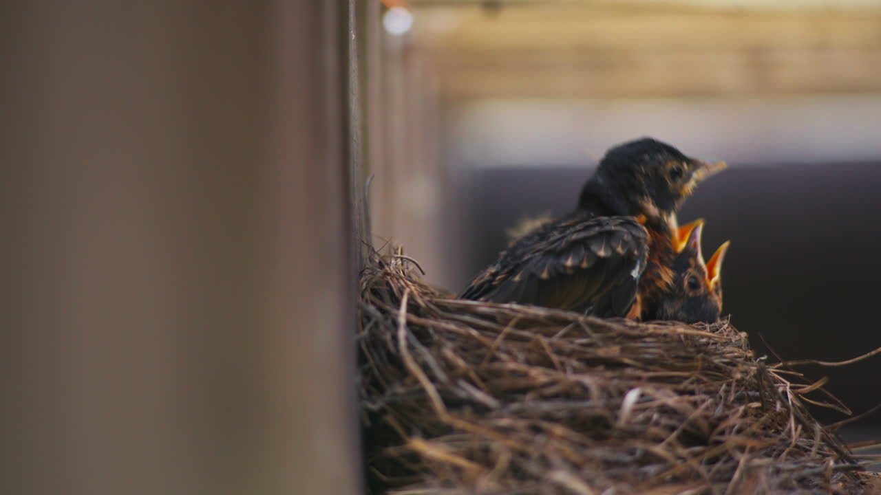 Fledgling Birds in a Nest