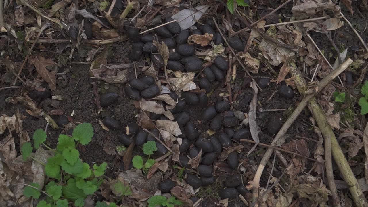 A detailed macro shot capturing natural wildlife scat scattered on a forest floor of dried leaves, twigs, and organic debris. Ideal for ecological, natural history, and educational projects.
