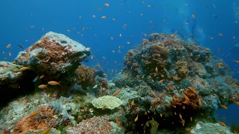 buzos nadando entre corales duros con una gran cantidad de peces anthia rojos