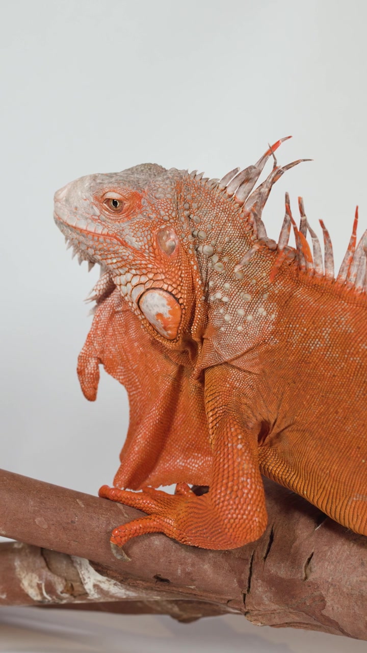 Un'iguana rosso-arancio vibrante siede tranquillamente su un ramo marrone sotto una luminosa illuminazione da studio.