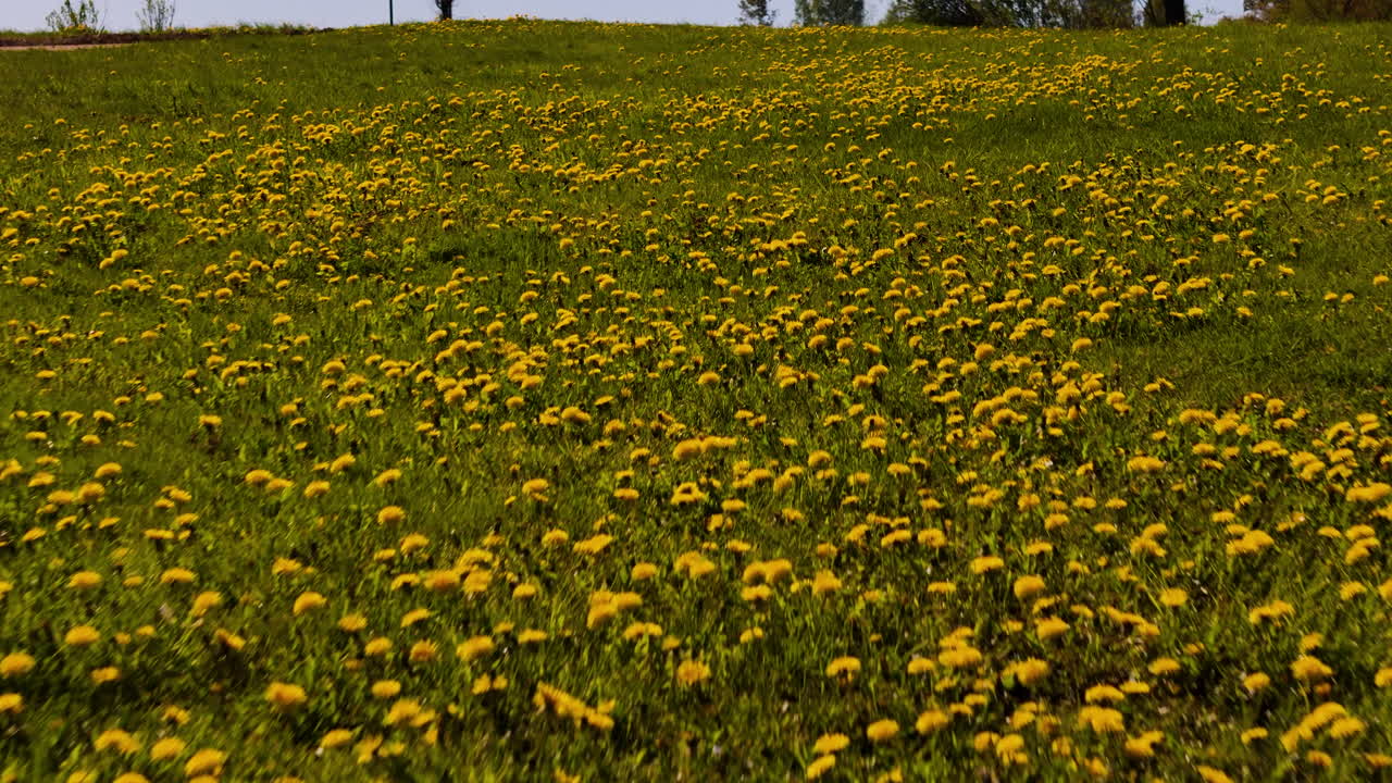 Low Aerial Drone Climbing Up A Yellow Dandelion Field (Wildflowers) In The Beautiful Countryside Of Auglisgatne, Latvia.