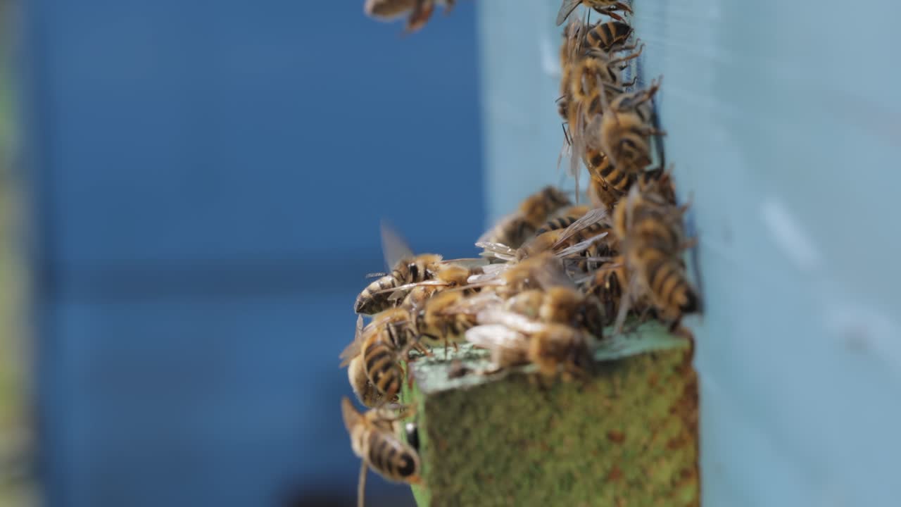 Honey bees fly near a beehive. Bees are best known to humans for their ecological roles as pollinators. Honey bees flying into wooden beehives