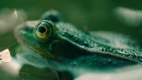 the sticking head and eyes of a green frog which sits in the water