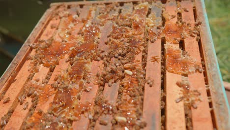 open beehive with honeybees and sticky honey, racks filled with honeycomb