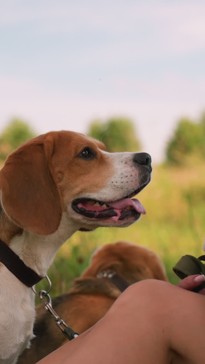 la dueña del perro sentada en un campo de hierba sosteniendo la mano como si ofreciera un regalo mientras dos perros atentos, con las lenguas abiertas, la miran con correas alrededor de sus cuellos, esperando ansiosamente