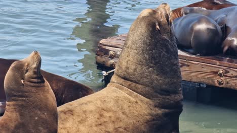 sea lions on pier 39, tourist attraction of san francisco, california usa