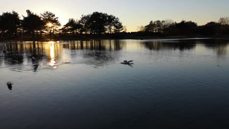 Sunset-footage-of-a-really-quiet-lake,-with-birds-taking-over-the-picture