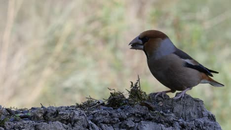 bird eats  on a tree trunk