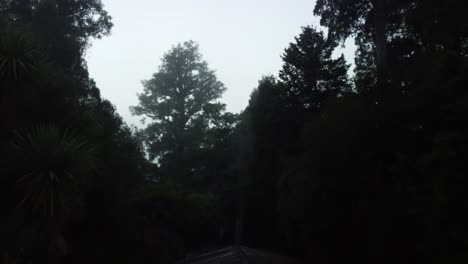 cocina abierta en un día de niebla en lo profundo de un bosque nativo de nueva zelanda