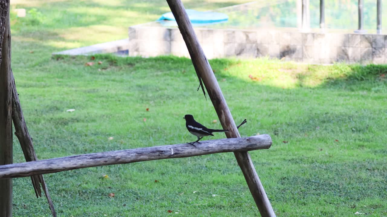 새 는 공원 에 있는 나무 사다리 를 따라 움직인다