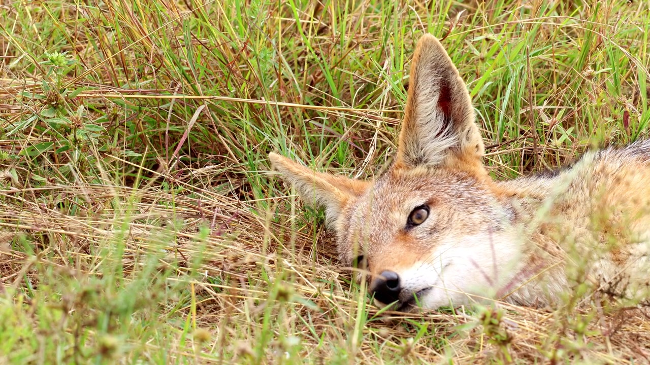 Ruhiger Schabrackenschakal liegt im trockenen Gras, die Augen öffnen und schließen sich im Ruhezustand