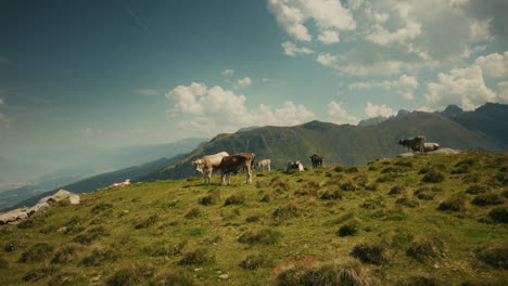 vacas pastando en las montañas