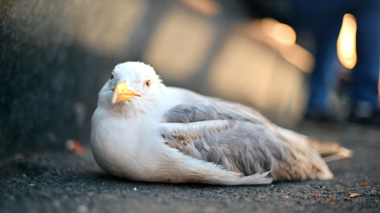 Close view of a seagull lying on a street of Istanbul, Turkey
