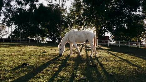 Early-morning-as-a-white-horse-grazes-in-the-paddocks