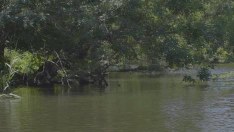 river cruise slowmotion