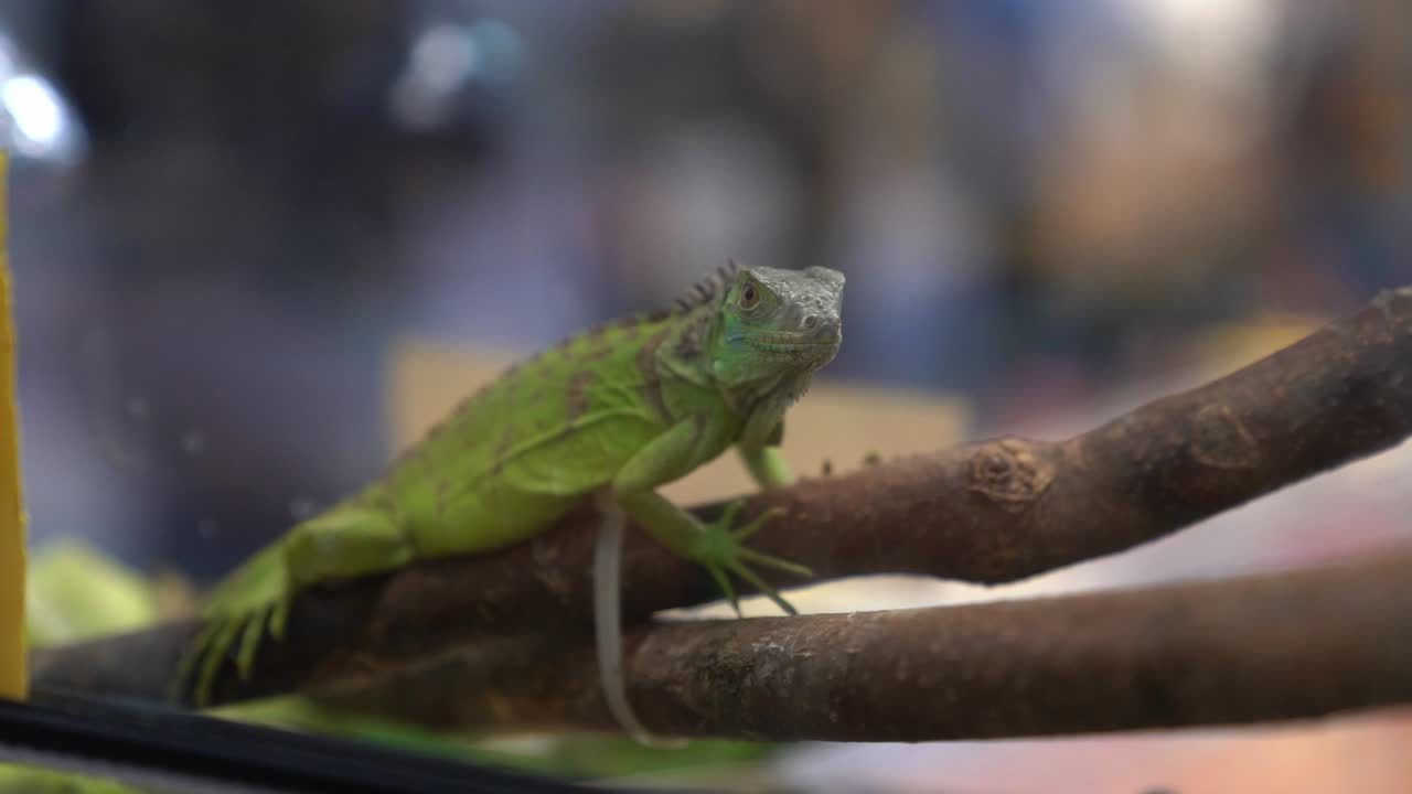 cámara lenta de una joven iguana verde que se queda quieta en un trozo de madera en una jaula de vidrio