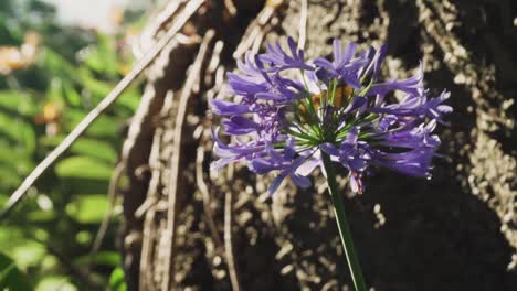 close-up of a purple flower