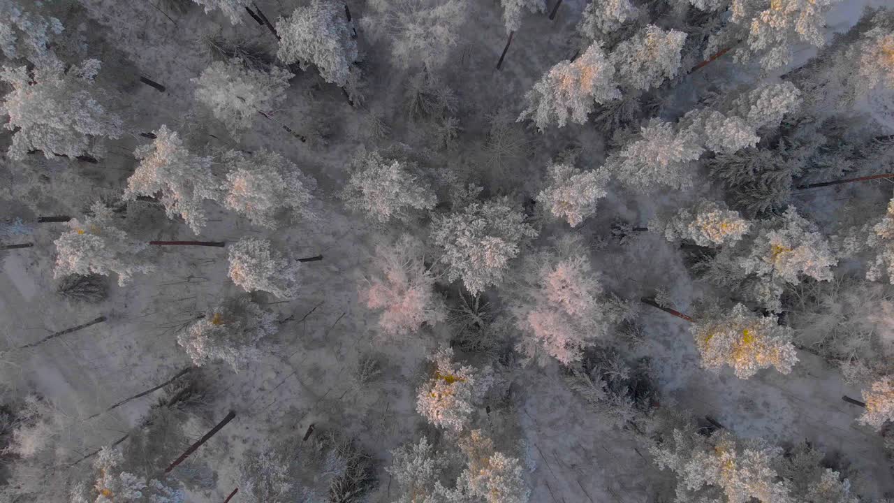 drone inclinándose desde arriba sobre bosques en suecia