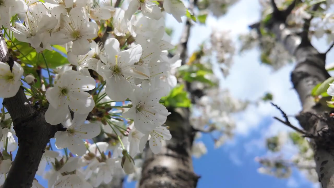 Low angle view of a flowering tree covered in clusters of white blossoms against a blue sky with scattered clouds