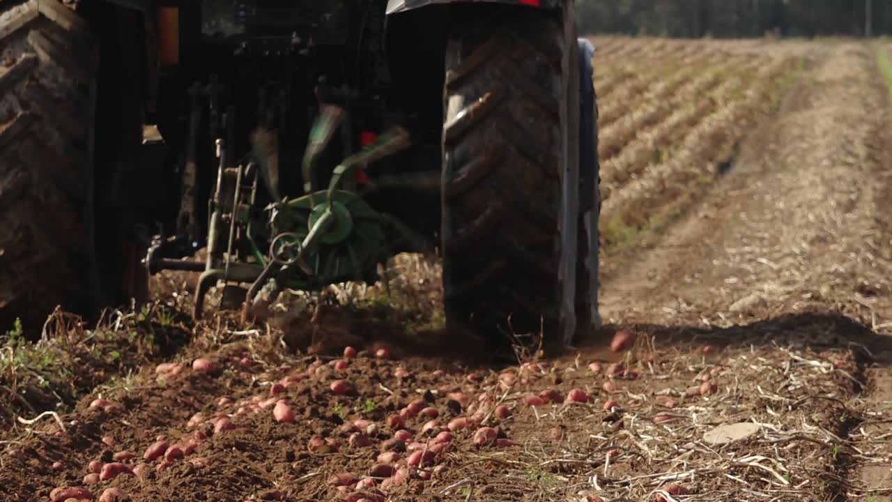Potato Harvest with Tractor